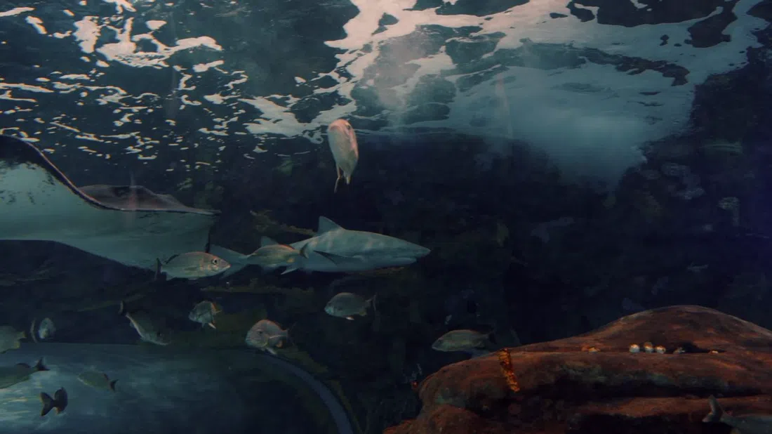 Ripley's Aquarium of Canada, Toronto