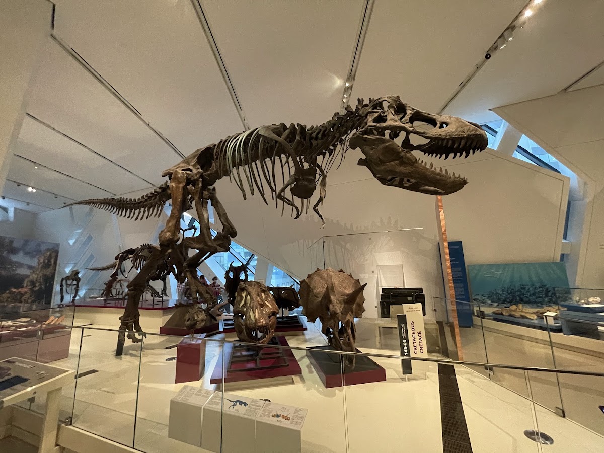 Royal Ontario Museum (ROM) — photo 2