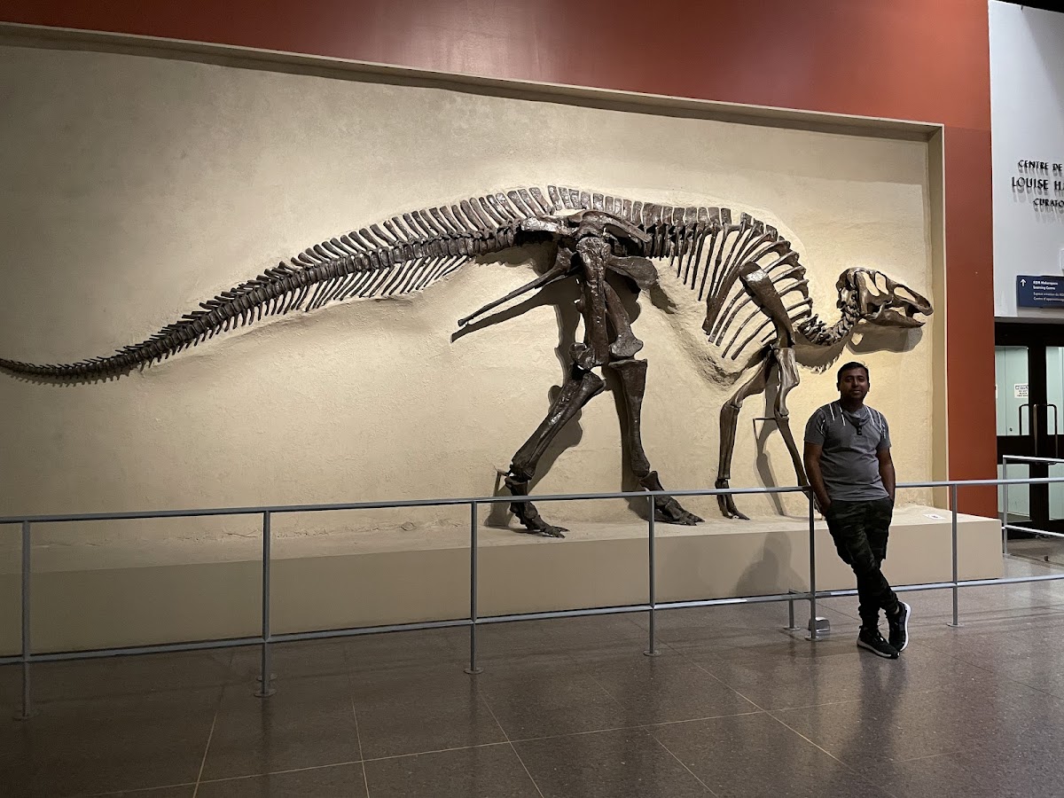 Royal Ontario Museum (ROM) — photo 6